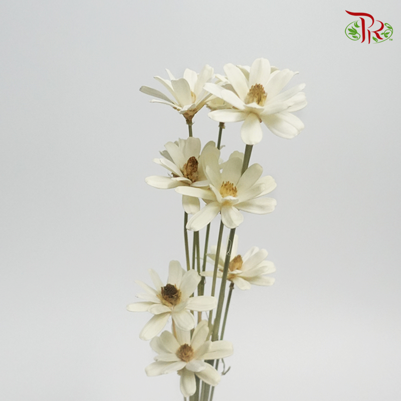 Dried Sunflower Seed Flower - (Per Bunch)-White-China-prflorist.com.my