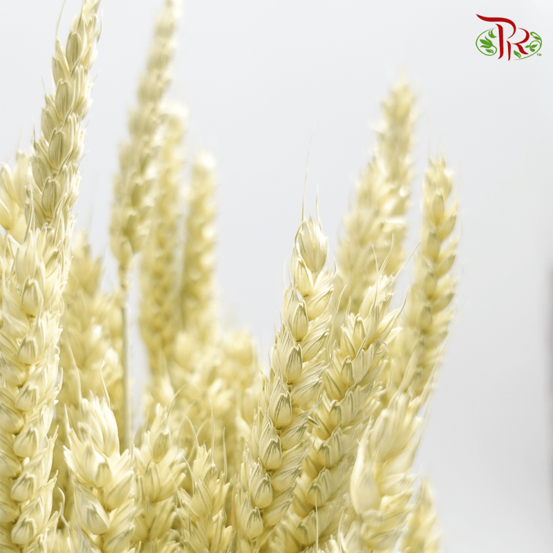 Dried Wheatgrass/ Tarwe - (Per Bunch)-Netherland-prflorist.com.my