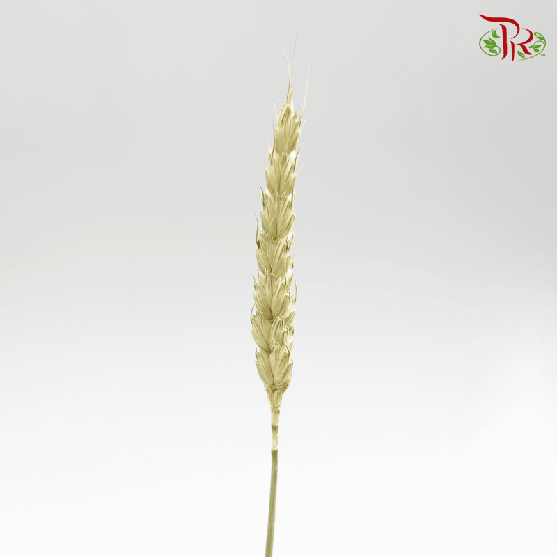 Dried Wheatgrass/ Tarwe - (Per Bunch)-Netherland-prflorist.com.my