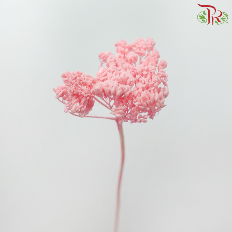 Dry Achillea - Dyed Coral Pink (Per Bunch)-Dyed Coral Pink-Import-prflorist.com.my