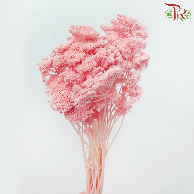 Dry Achillea - Dyed Coral Pink (Per Bunch)-Dyed Coral Pink-Import-prflorist.com.my
