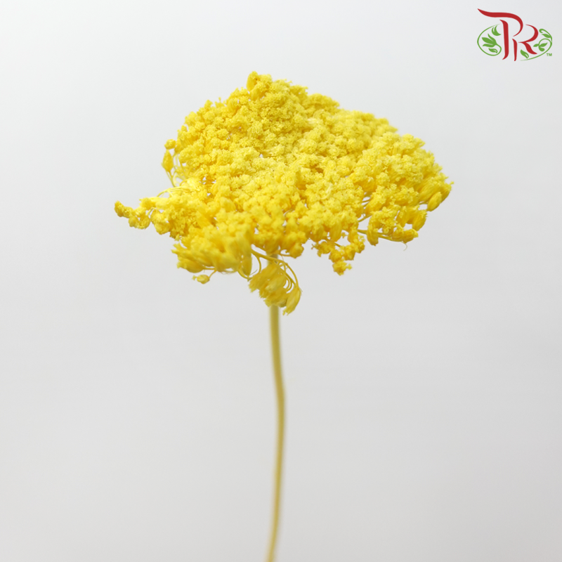Dry Achillea - Dyed Yellow (Per Bunch)-Dyed Yellow-Import-prflorist.com.my
