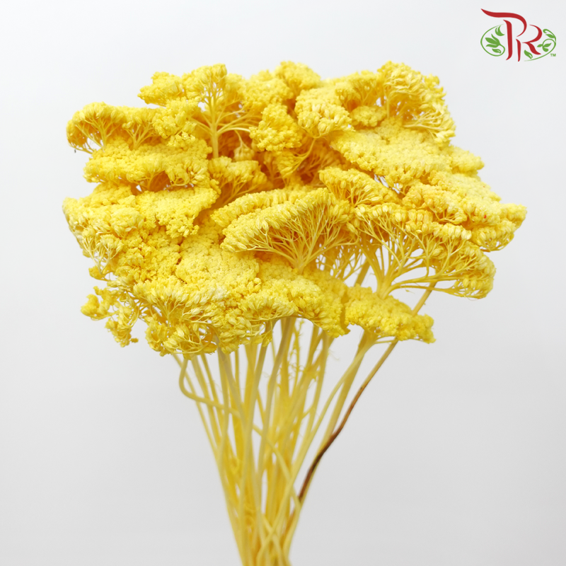 Dry Achillea - Dyed Yellow (Per Bunch)-Dyed Yellow-Import-prflorist.com.my