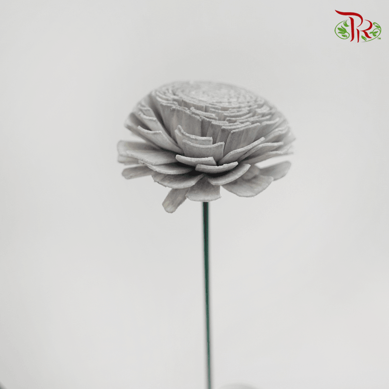 Dry Aeschynomene Small - Grey (5 Stems)-Grey-China-prflorist.com.my