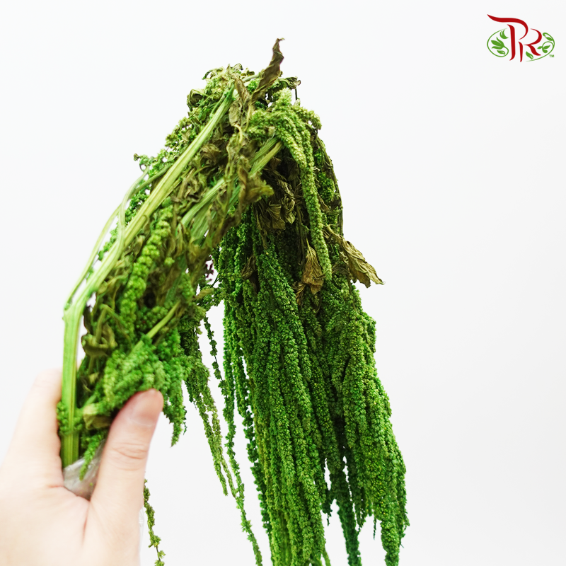 Dry Amaranthus Natural - Green-Green-Italy-prflorist.com.my