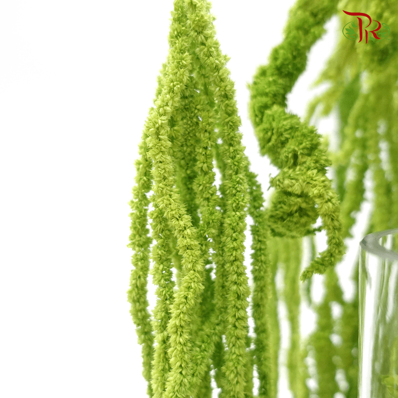 Dry Amaranthus Natural - Light Green (Per Bunch)-Green-Italy-prflorist.com.my