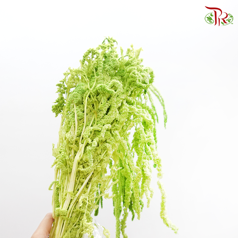 Dry Amaranthus Natural - Light Green (Per Bunch)-Green-Italy-prflorist.com.my