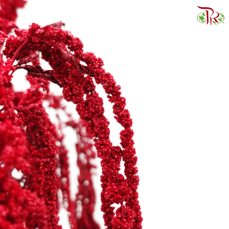 Dry Amaranthus Natural - Red-Red-Italy-prflorist.com.my