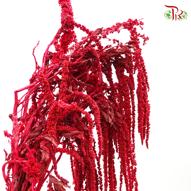 Dry Amaranthus Natural - Red-Red-Italy-prflorist.com.my