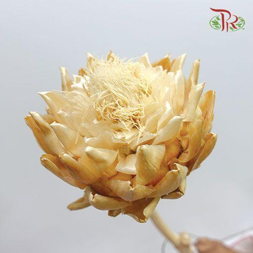 Dry Artichoke - Per Stem-Brown-Italy-prflorist.com.my