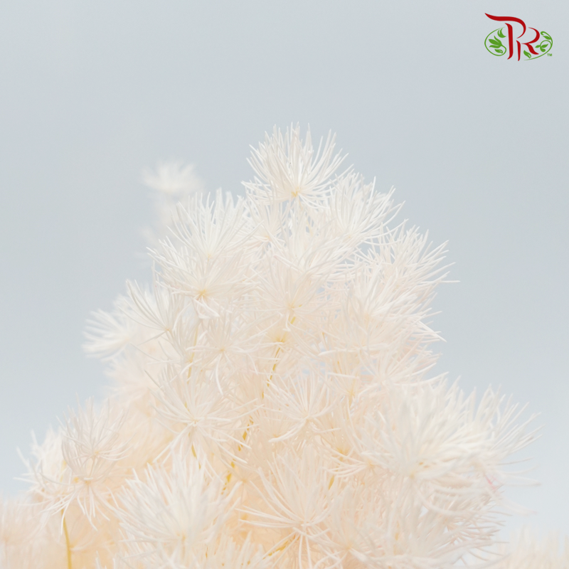 Dry Asparagus Bleached - Peach (Per Bunch)-Pink-Import-prflorist.com.my