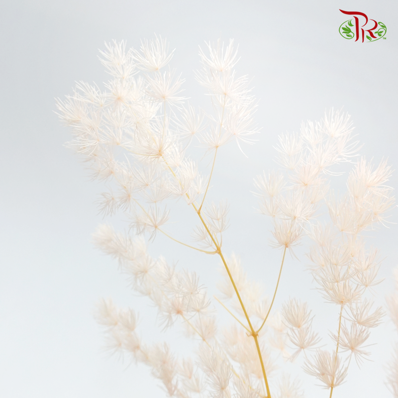 Dry Asparagus Bleached - Peach (Per Bunch)-Pink-Import-prflorist.com.my