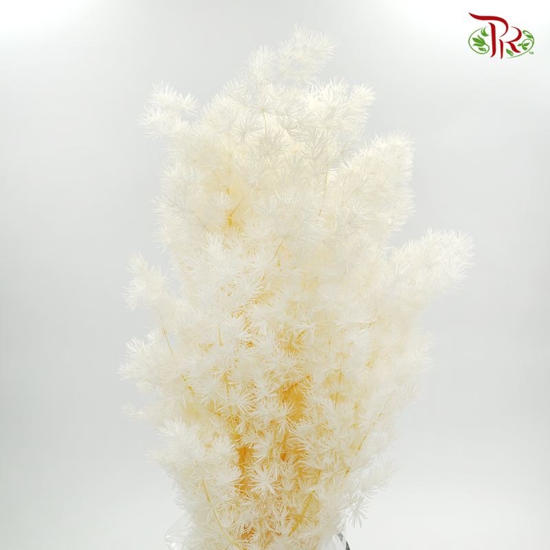 Dry Asparagus Bleached - (Per Bunch)-Bleached-Import-prflorist.com.my