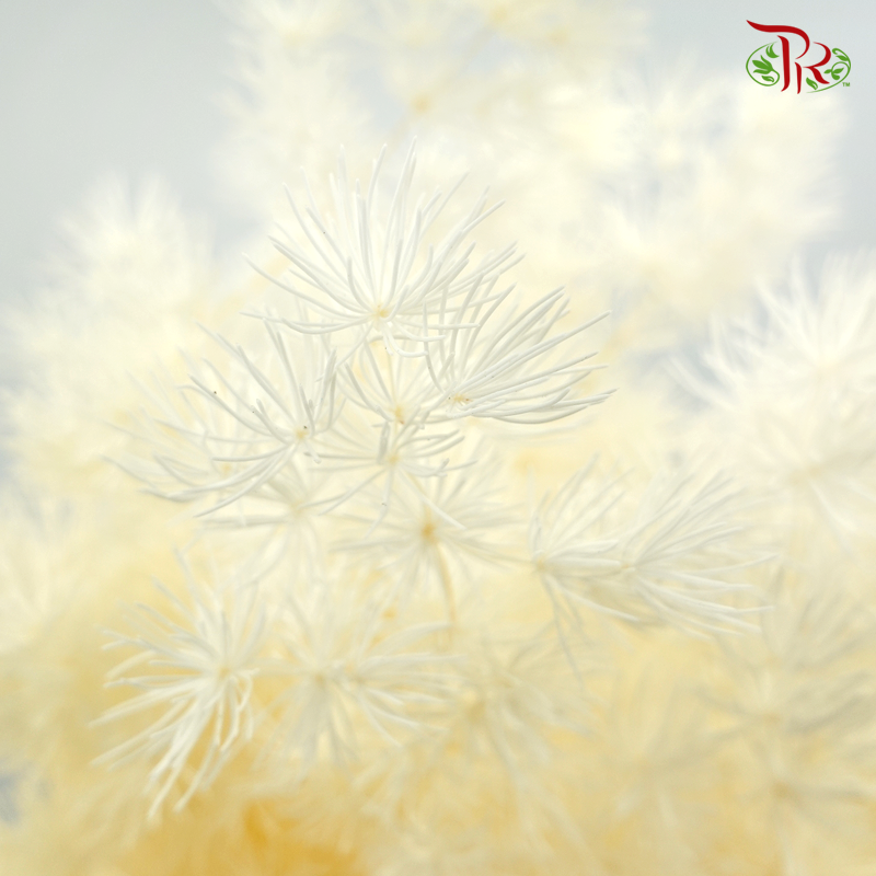 Dry Asparagus Bleached