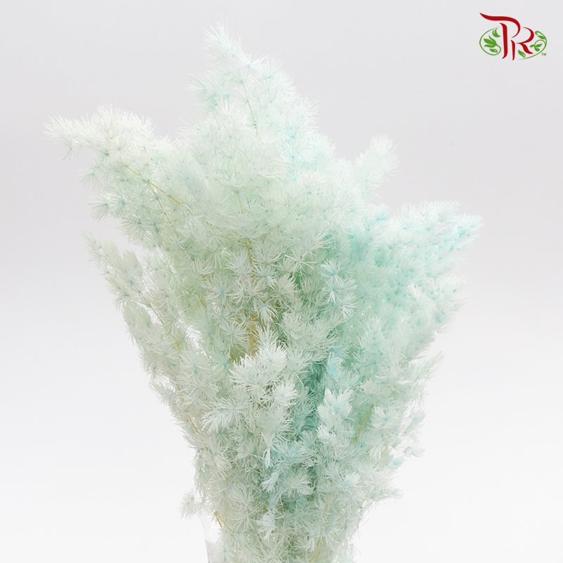 Dry Asparagus Bleached - Turquoise-Turquoise-Import-prflorist.com.my