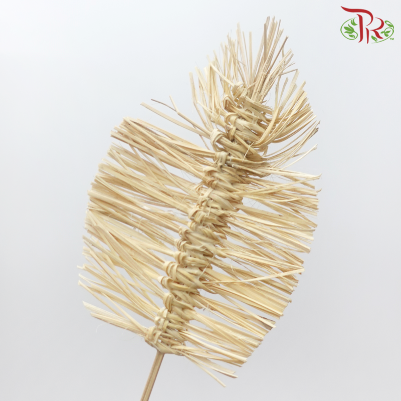 Dry Bamboo Boho Cana Leaf Bleached - 21cm (5 Stems)-Bleached-Netherland-prflorist.com.my