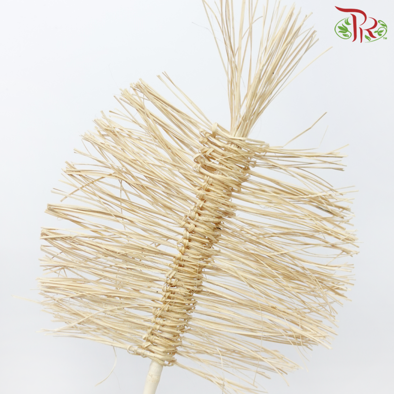 Dry Bamboo Boho Cana Leaf Bleached - 35cm (5 Stems)-Bleached-Netherland-prflorist.com.my