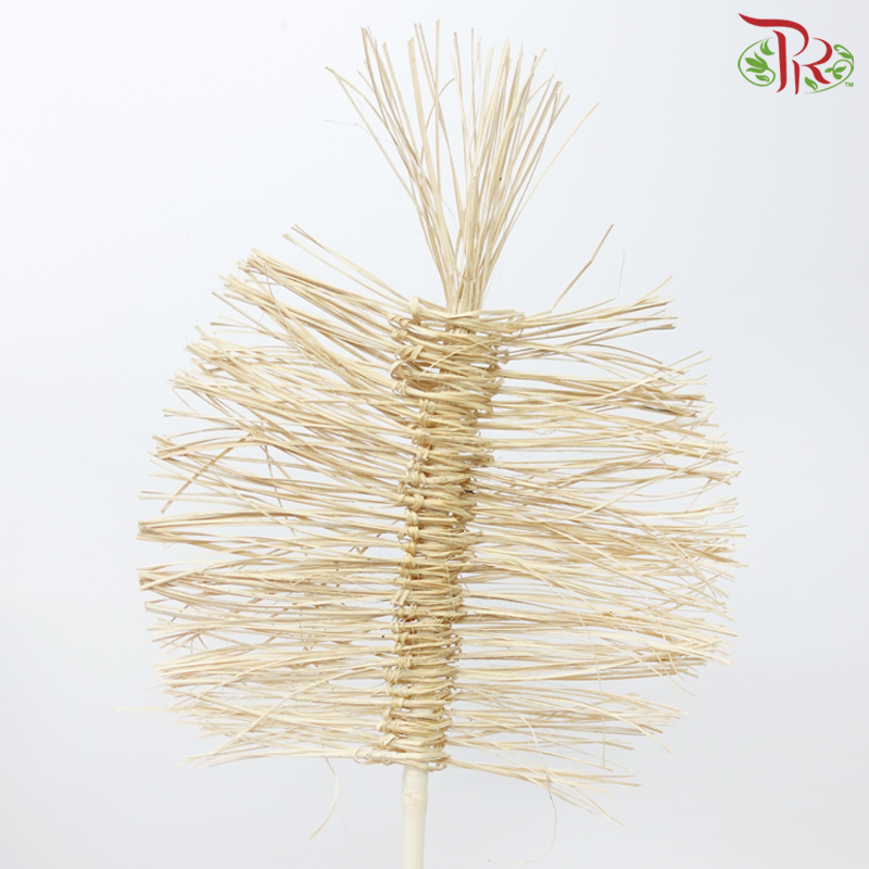 Dry Bamboo Boho Cana Leaf Bleached - 35cm (5 Stems)-Bleached-Netherland-prflorist.com.my
