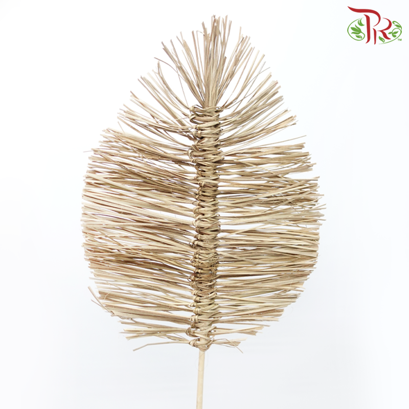 Dry Bamboo Boho Cana Leaf Natural - 35cm (5 Stems)-Natural-Netherland-prflorist.com.my