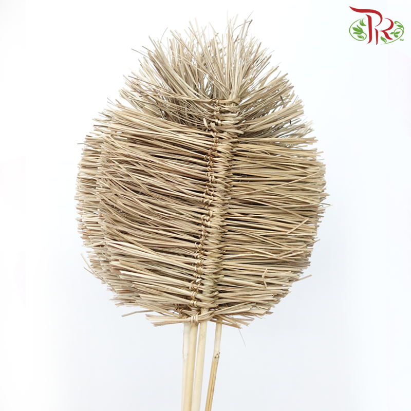Dry Bamboo Boho Cana Leaf Natural - 35cm (5 Stems)-Natural-Netherland-prflorist.com.my