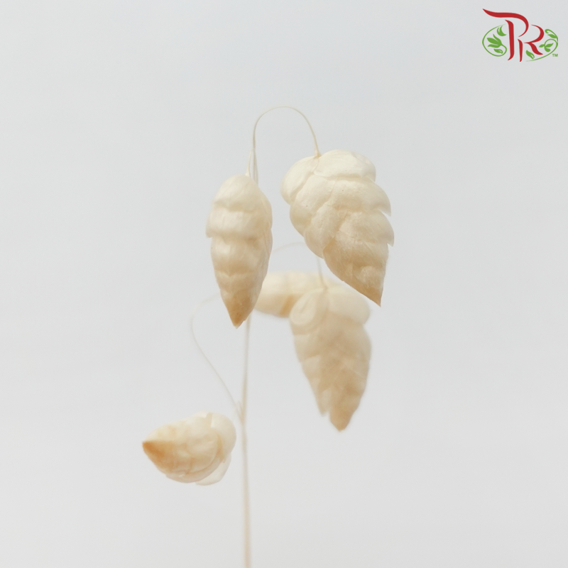 Dry Bliza Salino - Bleached-Import-prflorist.com.my