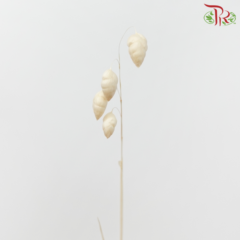 Dry Bliza Salino - Bleached-Import-prflorist.com.my