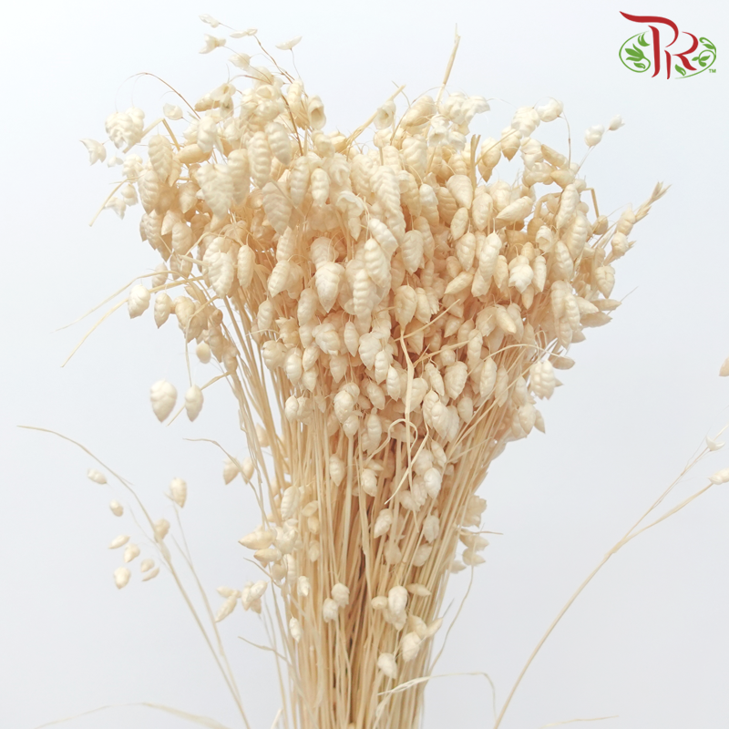 Dry Bliza Salino - Bleached-Import-prflorist.com.my