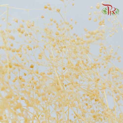 Dry Broom Bloom Bleached-Bleached-Import-prflorist.com.my