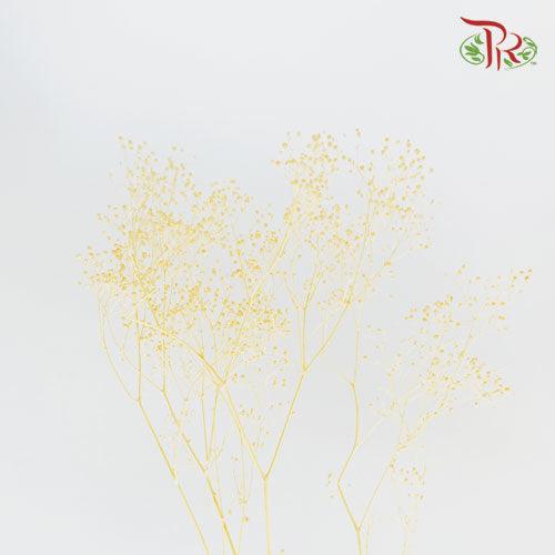 Dry Broom Bloom Bleached-Bleached-Import-prflorist.com.my
