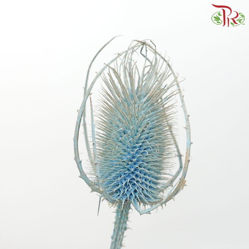 Dry Cardus Bleached - Blue (Per Bunch)-Blue-Import-prflorist.com.my