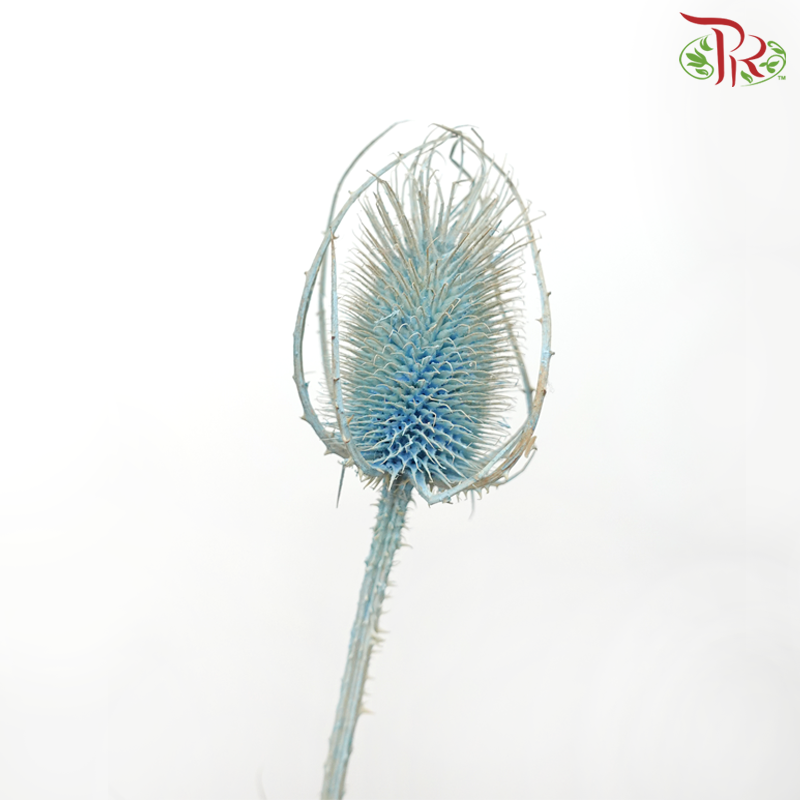 Dry Cardus Bleached - Blue (Per Bunch)-Blue-Import-prflorist.com.my