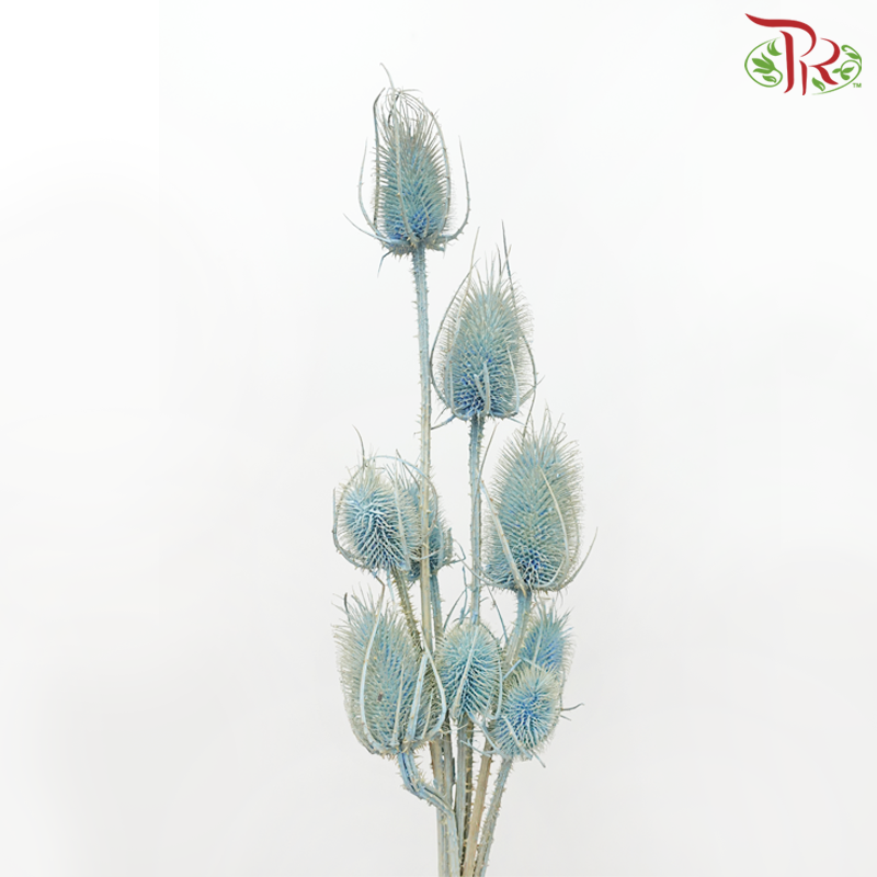 Dry Cardus Bleached - Blue (Per Bunch)-Blue-Import-prflorist.com.my