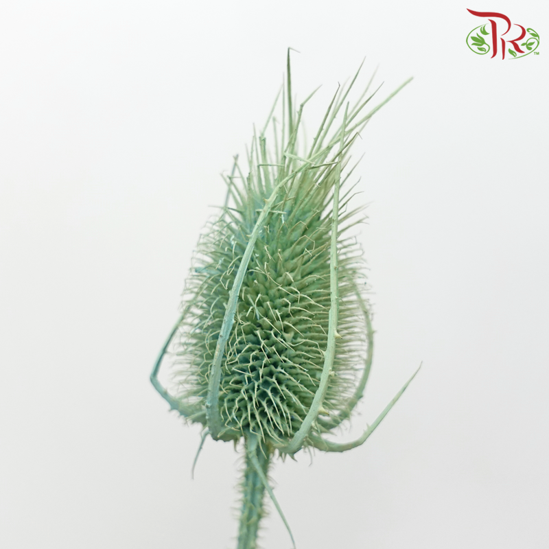 Dry Cardus Bleached - Green (Per Bunch)-Green-Import-prflorist.com.my