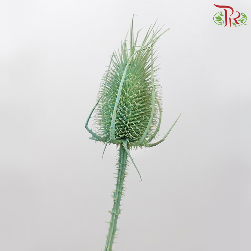 Dry Cardus Bleached - Green (Per Bunch)-Green-Import-prflorist.com.my