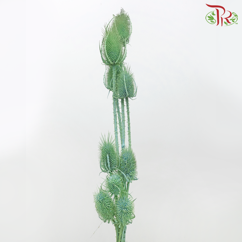Dry Cardus Bleached - Green (Per Bunch)-Green-Import-prflorist.com.my
