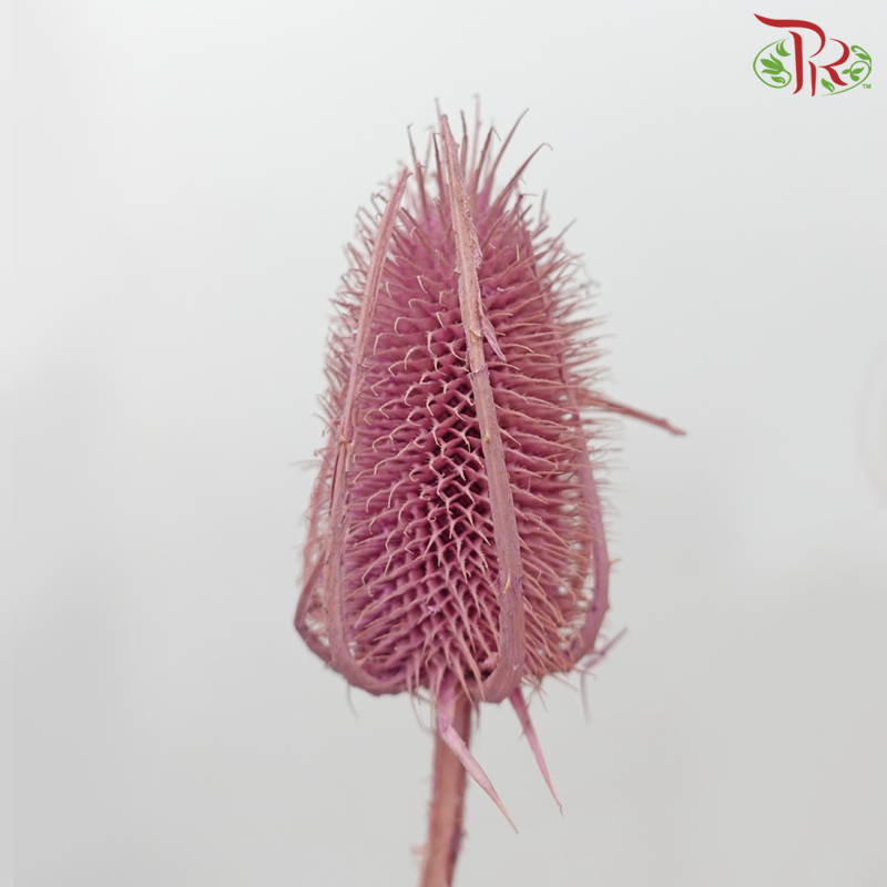 Dry Cardus Bleached - Pearly Purple (Per Bunch)-Pearly Purple-Import-prflorist.com.my
