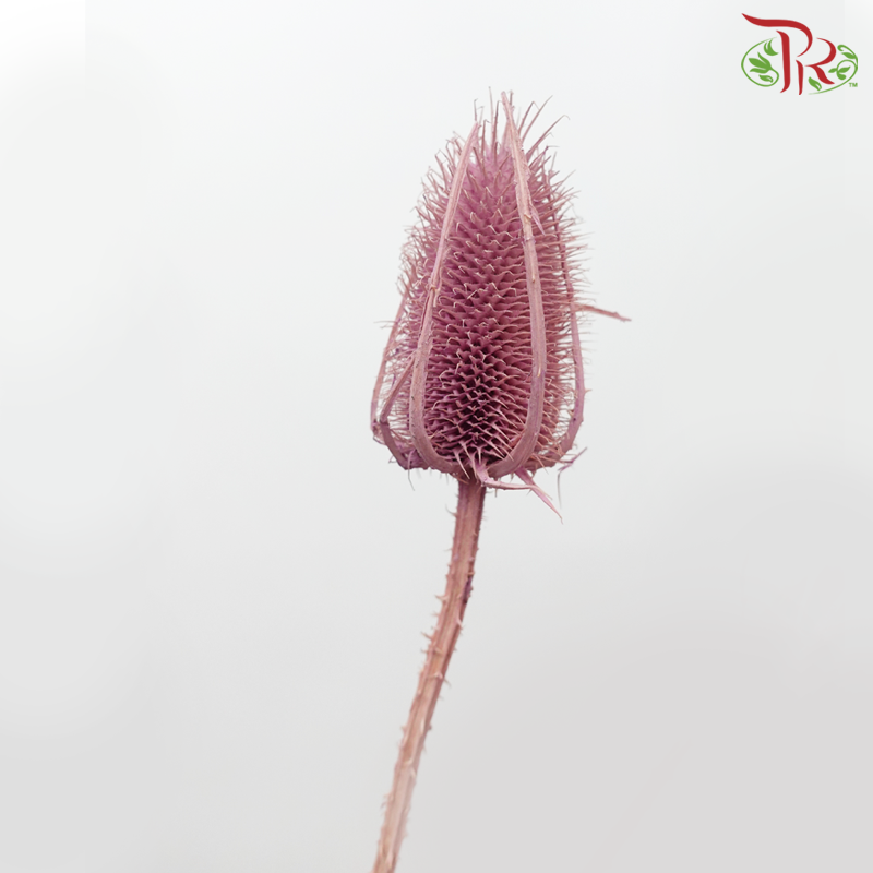 Dry Cardus Bleached - Pearly Purple (Per Bunch)-Pearly Purple-Import-prflorist.com.my