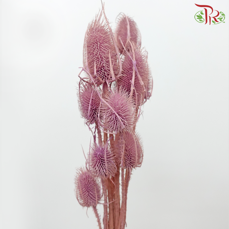 Dry Cardus Bleached - Pearly Purple (Per Bunch)-Pearly Purple-Import-prflorist.com.my