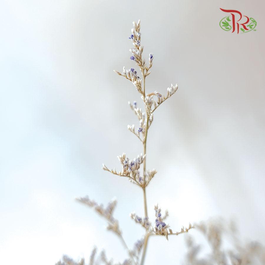 Dry Caspia - (150gram)-China-prflorist.com.my