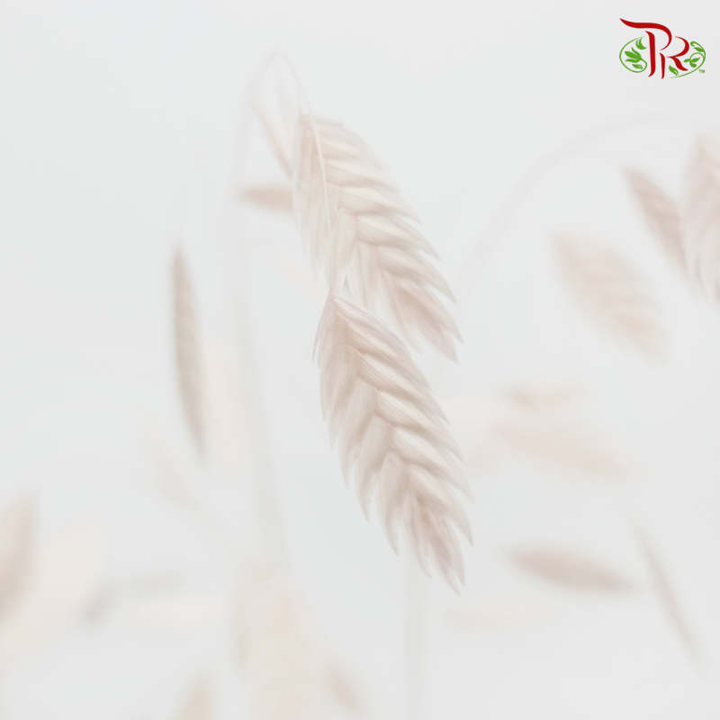 Dry Chasmanthium - Baby Pink (Per Bunch)-Baby Pink-China-prflorist.com.my