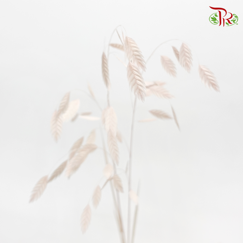 Dry Chasmanthium - Baby Pink (Per Bunch)-Baby Pink-China-prflorist.com.my