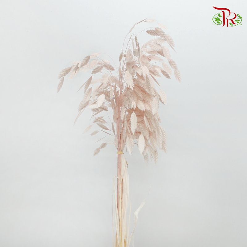 Dry Chasmanthium - Baby Pink (Per Bunch)-Baby Pink-China-prflorist.com.my
