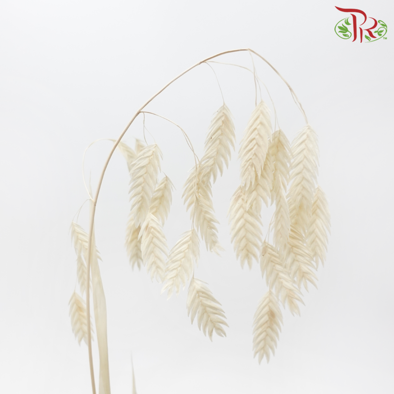 Dry Chasmanthium - Beige (Per Bunch)-Beige-China-prflorist.com.my