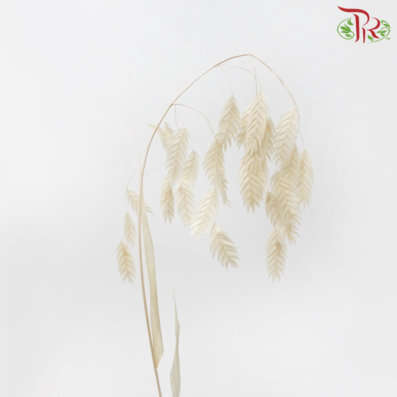 Dry Chasmanthium - Beige (Per Bunch)-Beige-China-prflorist.com.my