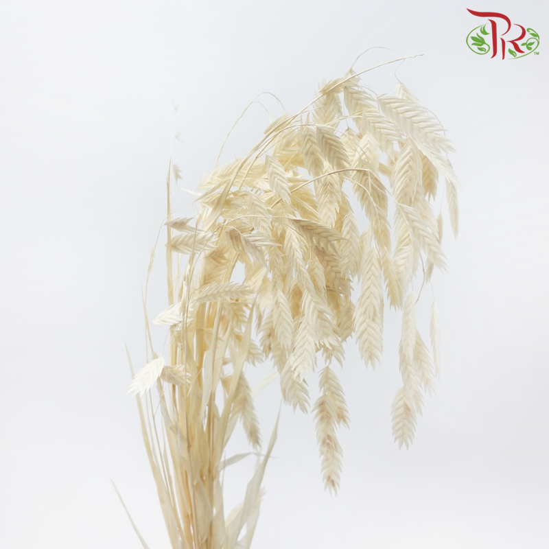 Dry Chasmanthium - Beige (Per Bunch)-Beige-China-prflorist.com.my