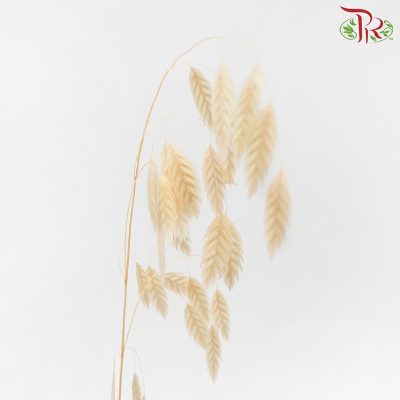 Dry Chasmanthium - Light Orange (Per Bunch)-Orange-China-prflorist.com.my