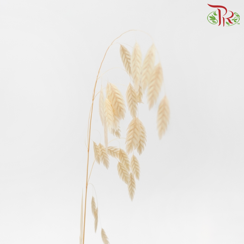 Dry Chasmanthium - Light Orange (Per Bunch)-Orange-China-prflorist.com.my
