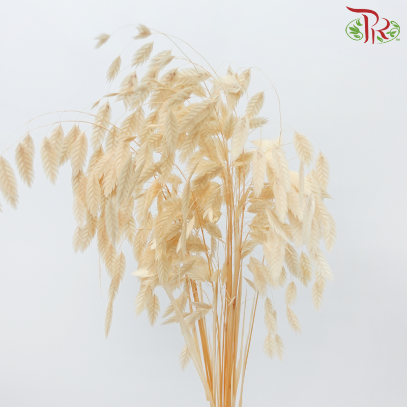 Dry Chasmanthium - Light Orange (Per Bunch)-Orange-China-prflorist.com.my