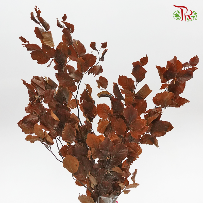 Dry Copperbeech Fagus - Brown (Per Bunch)-Brown-Import-prflorist.com.my