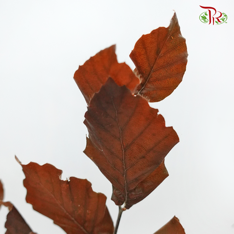 Dry Copperbeech Fagus - Brown (Per Bunch)-Brown-Import-prflorist.com.my
